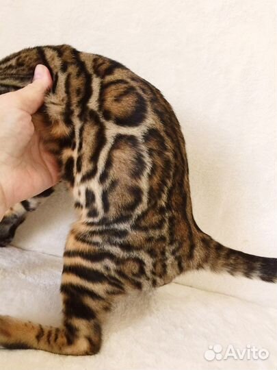 Бенгальская кошечка