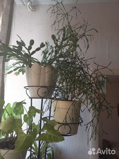 Комнатные домашние растения