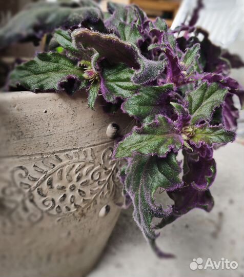 Гинура - Синяя птица