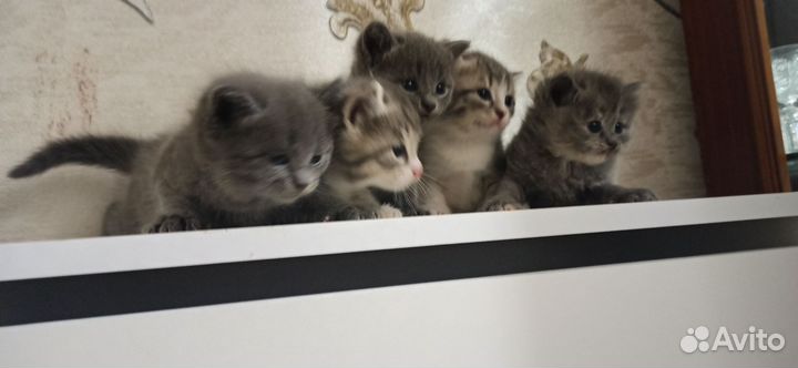 Кошки в добрые руки бесплатно