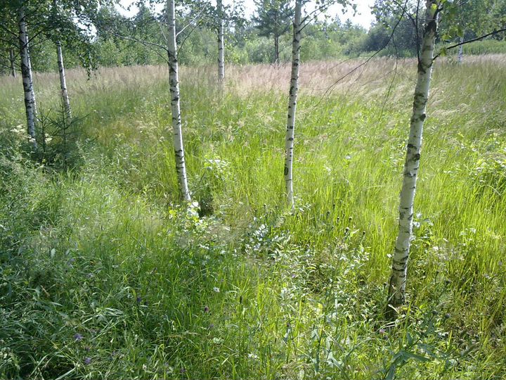 Участок 15 сот. (СНТ, ДНП)