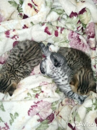 Шотландские прямоухие котята