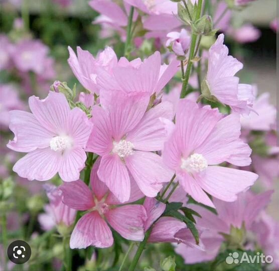 Мальва многолетняя (шток-роза)