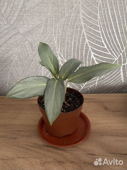 Аглаонема Siri Kanchana