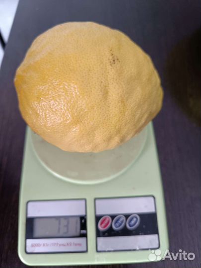 Лимонное дерево