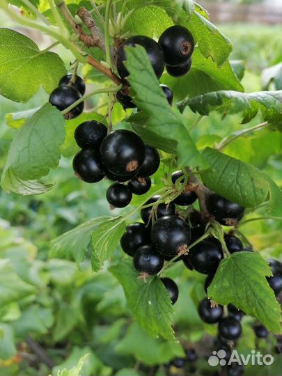 Смородина черная, белая красная