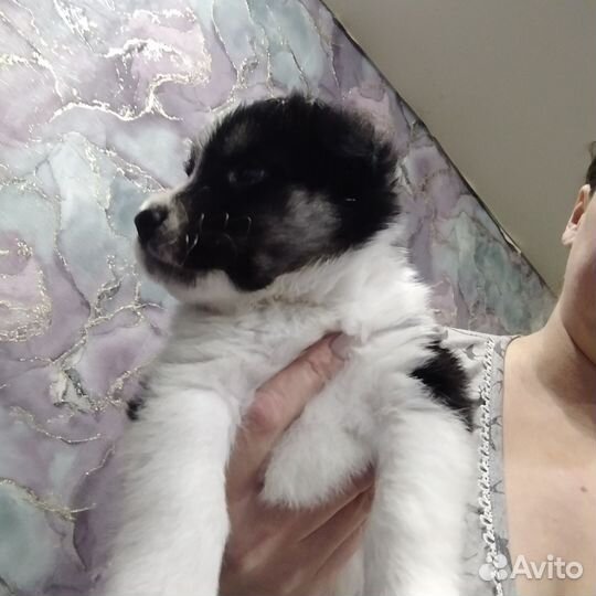 Отдам в добрые руки