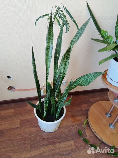 Сансевиерия. Молочай