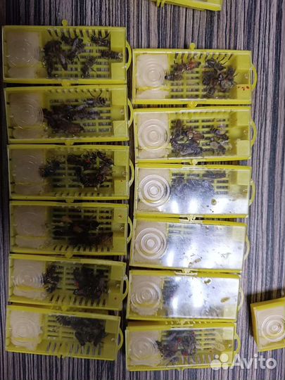 Пчелы матки плодные отправляю по РФ