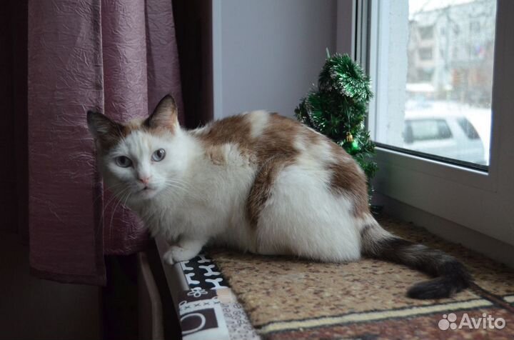 Отдам молодую стерильную кошечку