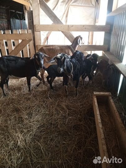 Коза нубийская