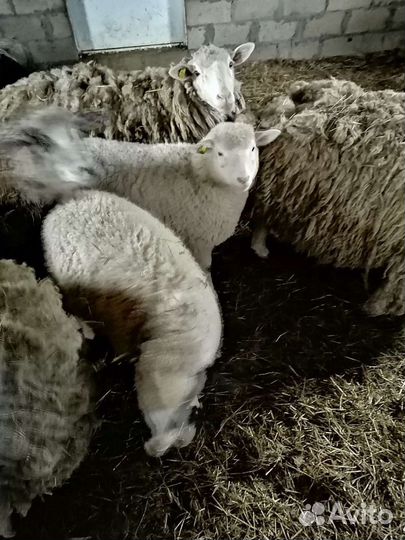 Овцы бараны дорпер тексель