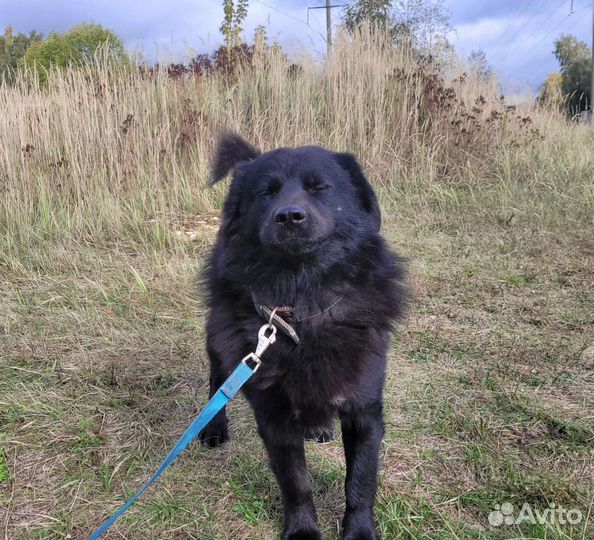 Ласковый и добрый пёс ищет семью