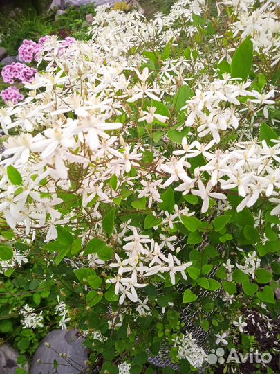 Клематис белое облоко