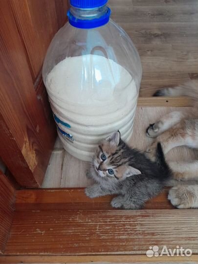 Британские котята