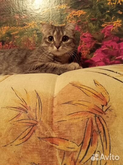 Кошка британка