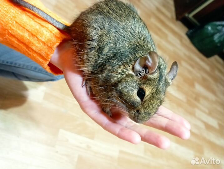 Белка дегу с клеткой