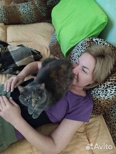 Передержка кошек/ котов