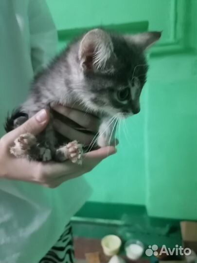 Котята в добрые руки бесплатно