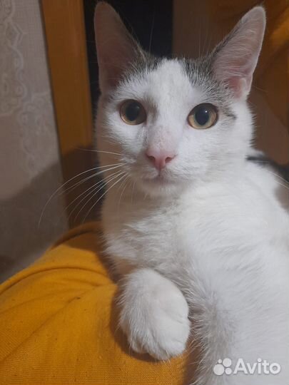 Котенок в дар бесплатно