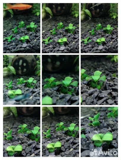 Аквариумные растения, улитки