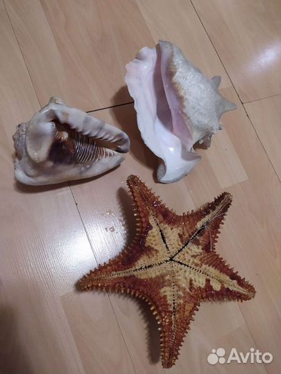 Каракола, морская звезда, раковина