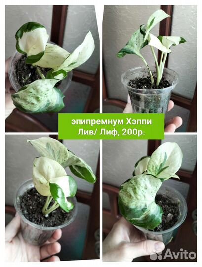 Комнатные растение разные