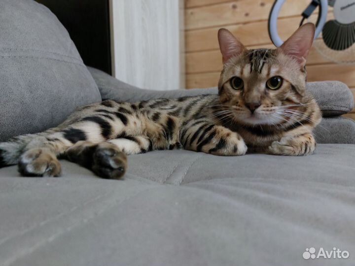 Бенгальский кот. Вязка