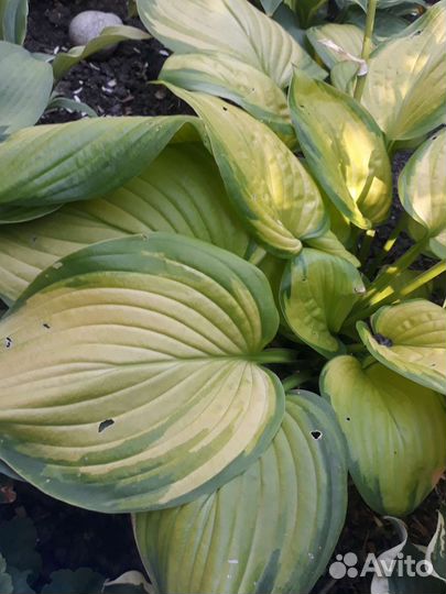 Хоста-разные