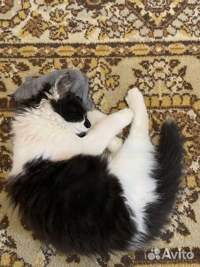 Котенок в добрые руки