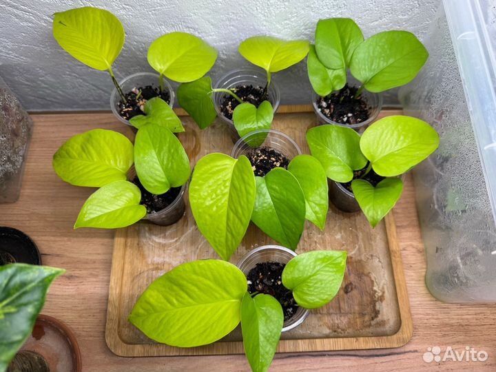 Эпипремнум неон