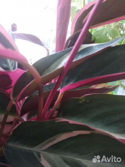 Комнатные растения