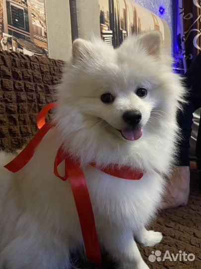 Шпиц белый вязка