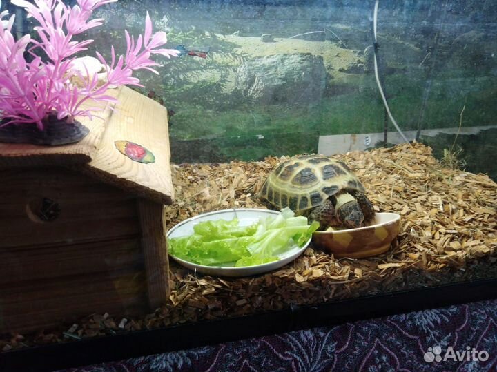 Черепашка сухопутная:)