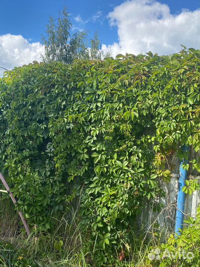 Девичий виноград