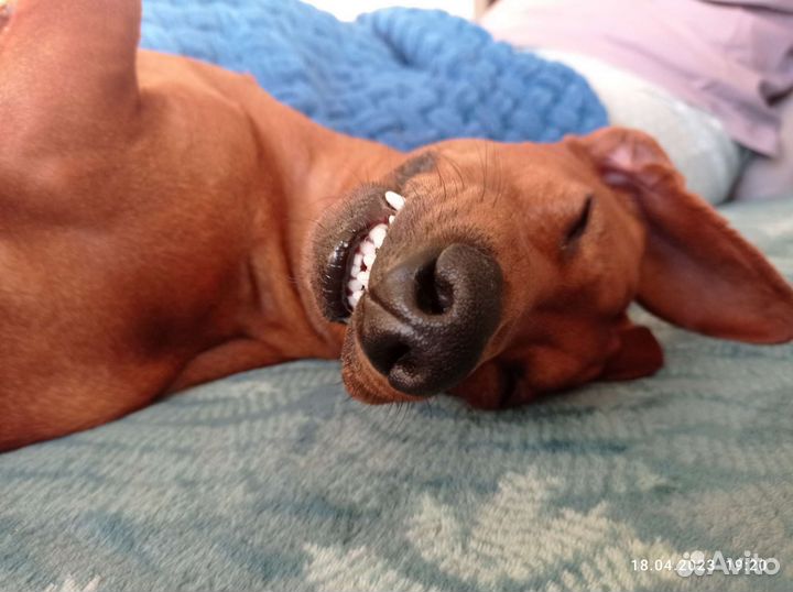 Такса мальчик