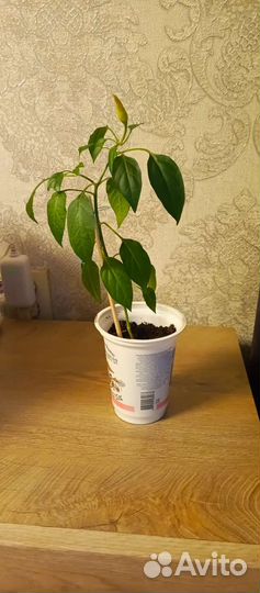 Перец комнатный острый