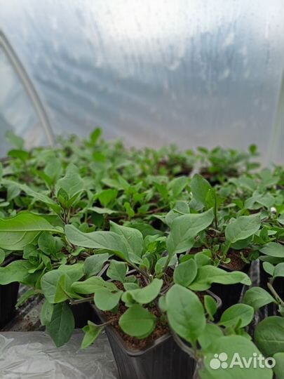 Растения для сада