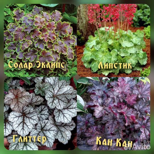 Хосты, гейхеры, папоротник,морозник,молочай