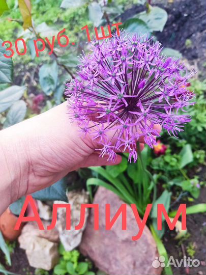 Молочай, гибискус, аллиум, вероника, хоста, горец