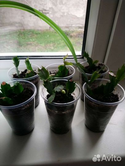 Декабрист белый