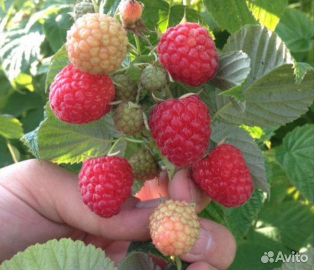 Малина саженцы рем. Золотая и Красная Зюгана