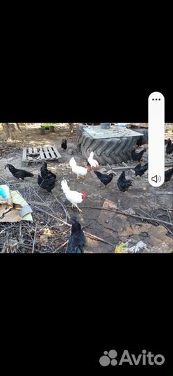 Леггорн, ухейилюй молодые петушки