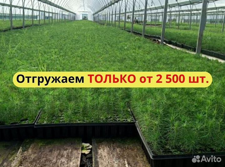 Сеянцы ели окс от производителя