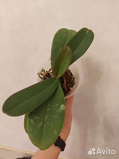 Орхидея фаленопсис биг лип