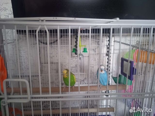 Волнистые попугайчики +большая клетка