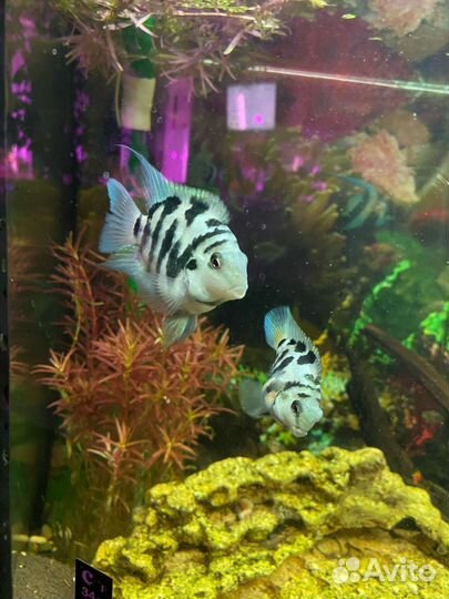 Украшение для аквариума