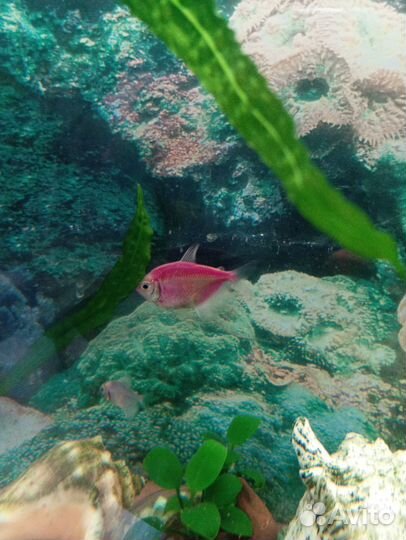 Аквариумные рыбки