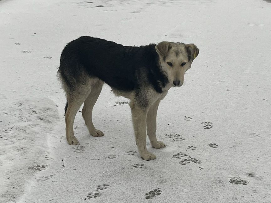 Собака с чипом на ухе замерзает на улице