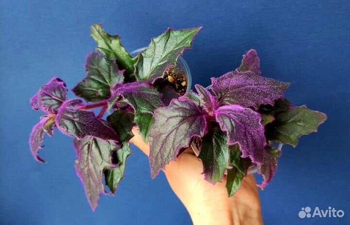 Фиолетовое счастье (Гинура)